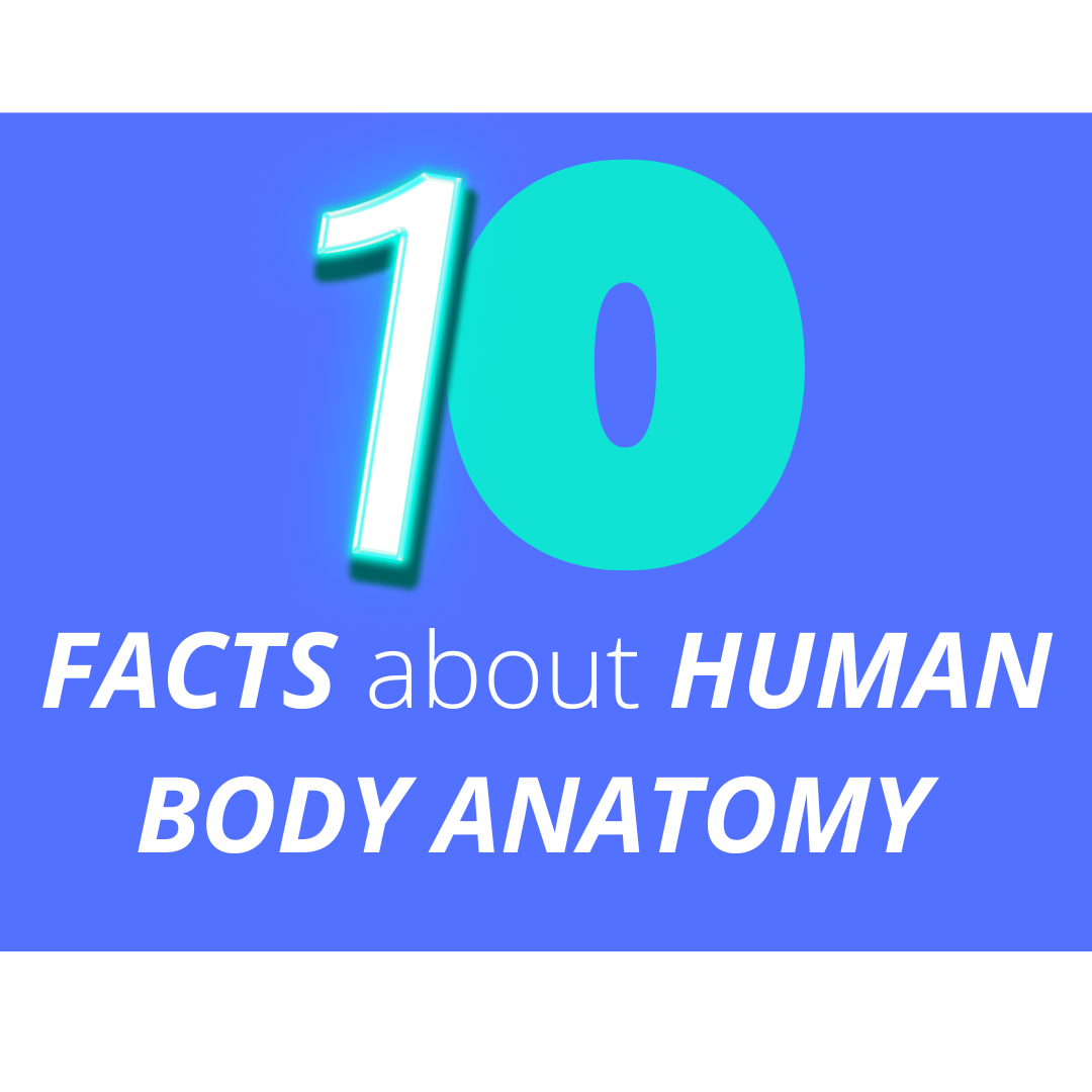 10 facts  you probably didn’t know about human body anatomy